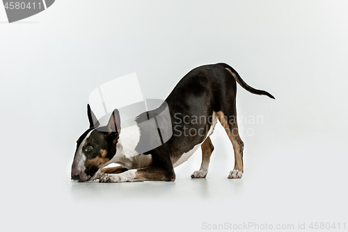 Image of Bull Terrier type Dog on white background