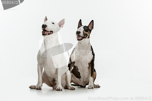 Image of Bull Terrier type Dog on white background