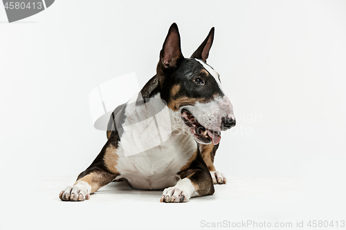 Image of Bull Terrier type Dog on white background