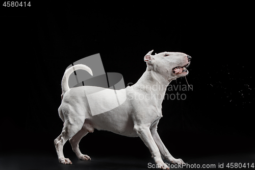 Image of Bull Terrier type Dog on black background