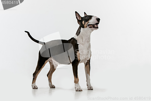 Image of Bull Terrier type Dog on white background