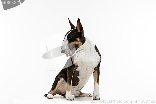 Image of Bull Terrier type Dog on white background