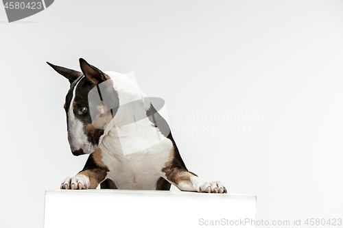 Image of Bull Terrier type Dog on white background