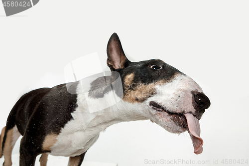 Image of Bull Terrier type Dog on white background