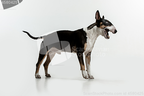 Image of Bull Terrier type Dog on white background