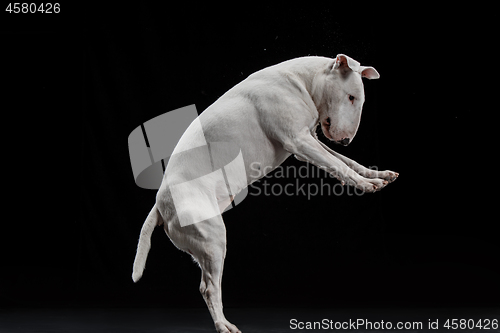 Image of Bull Terrier type Dog on black background