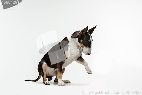 Image of Bull Terrier type Dog on white background