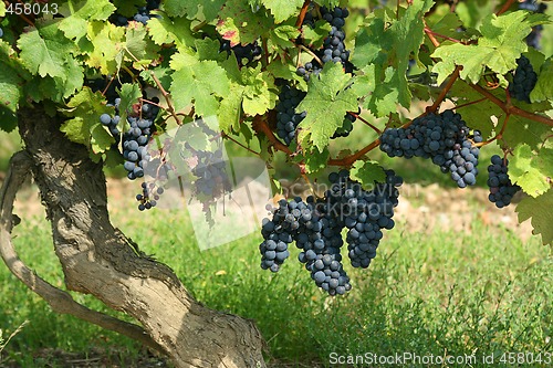 Image of French winery