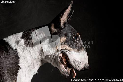 Image of Bull Terrier type Dog on black background