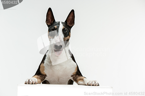 Image of Bull Terrier type Dog on white background