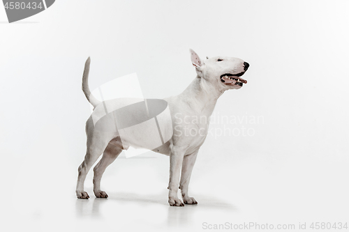 Image of Bull Terrier type Dog on white background