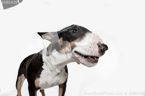 Image of Bull Terrier type Dog on white background