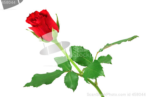 Image of Red rose isolated on white