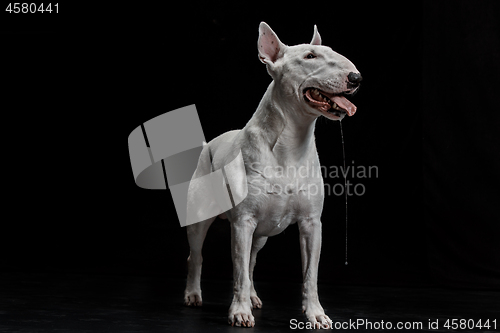 Image of Bull Terrier type Dog on black background