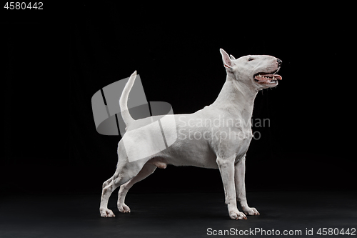 Image of Bull Terrier type Dog on black background