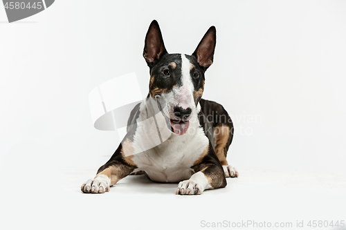 Image of Bull Terrier type Dog on white background