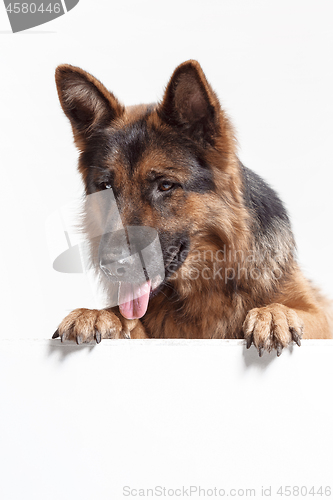 Image of Shetland Sheepdog sitting in front of a white background