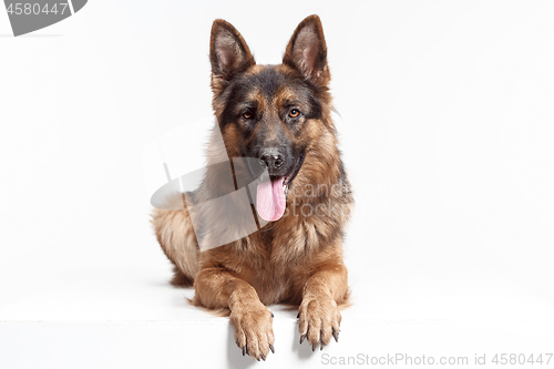 Image of Shetland Sheepdog sitting in front of a white background