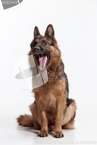 Image of Shetland Sheepdog sitting in front of a white background