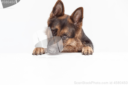 Image of Shetland Sheepdog sitting in front of a white background