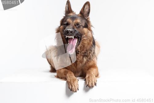 Image of Shetland Sheepdog sitting in front of a white background