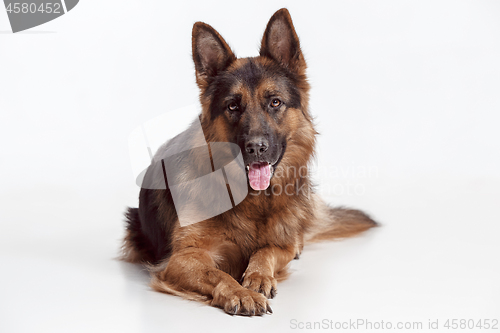 Image of Shetland Sheepdog sitting in front of a white background