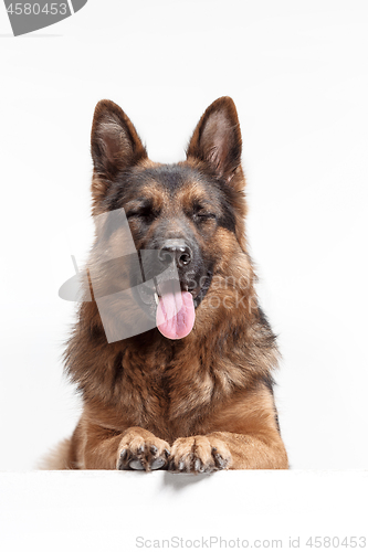 Image of Shetland Sheepdog sitting in front of a white background