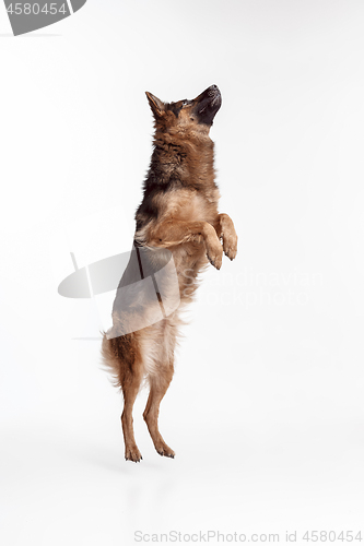 Image of Shetland Sheepdog standing in front of a white background