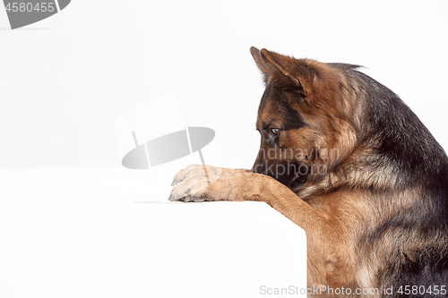 Image of Shetland Sheepdog sitting in front of a white background