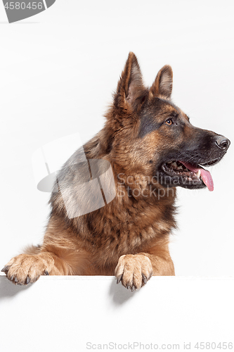 Image of Shetland Sheepdog sitting in front of a white background