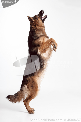 Image of Shetland Sheepdog standing in front of a white background