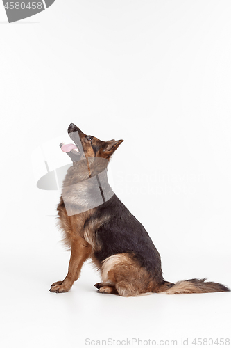 Image of Shetland Sheepdog sitting in front of a white background