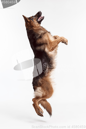 Image of Shetland Sheepdog standing in front of a white background