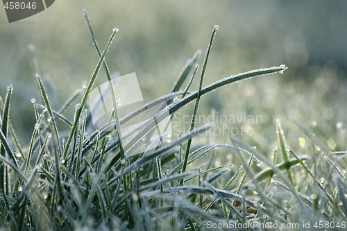 Image of Frozen grass