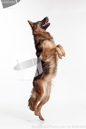 Image of Shetland Sheepdog standing in front of a white background