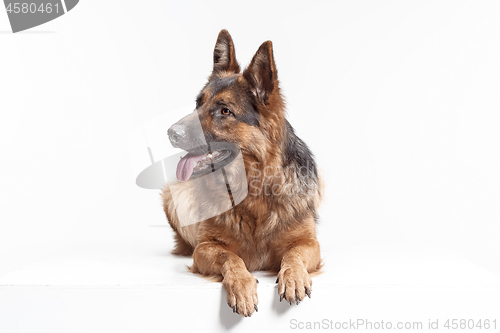 Image of Shetland Sheepdog sitting in front of a white background