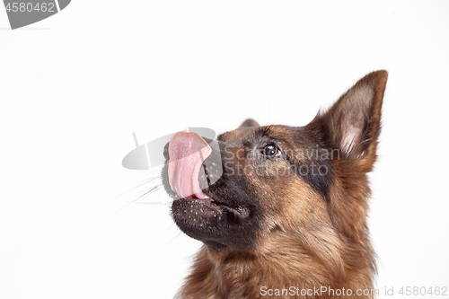 Image of Shetland Sheepdog sitting in front of a white background