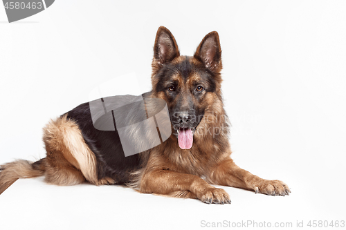 Image of Shetland Sheepdog sitting in front of a white background