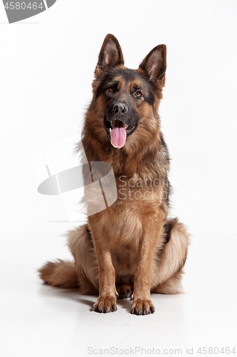 Image of Shetland Sheepdog sitting in front of a white background