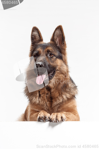 Image of Shetland Sheepdog sitting in front of a white background