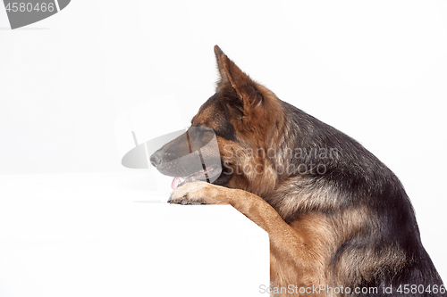 Image of Shetland Sheepdog sitting in front of a white background