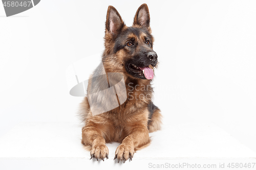 Image of Shetland Sheepdog sitting in front of a white background