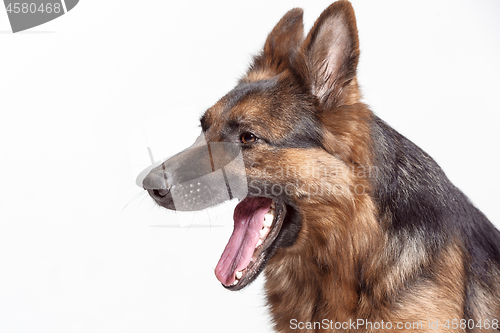 Image of Shetland Sheepdog sitting in front of a white background