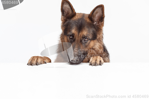 Image of Shetland Sheepdog sitting in front of a white background