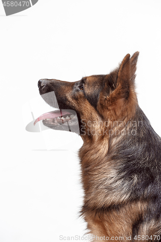 Image of Shetland Sheepdog sitting in front of a white background