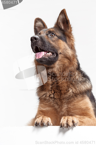 Image of Shetland Sheepdog sitting in front of a white background