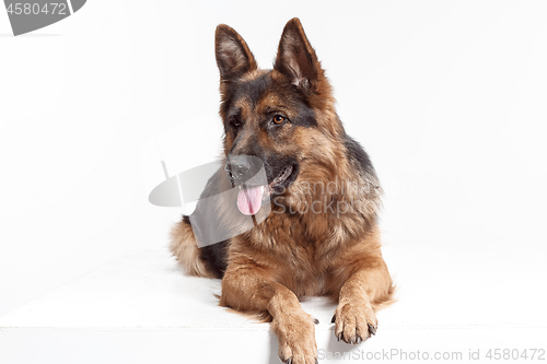 Image of Shetland Sheepdog sitting in front of a white background