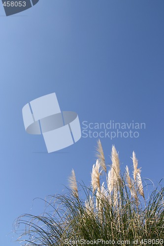 Image of Pampas grass