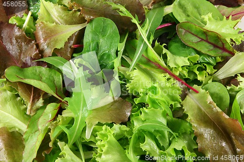 Image of Fresh mixed lettuces, top view