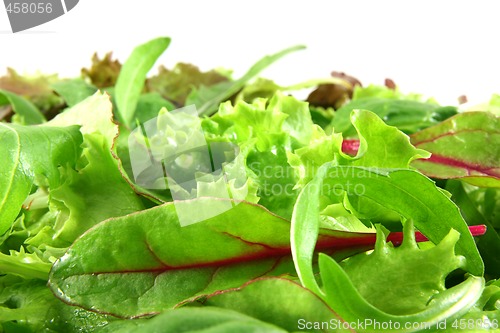 Image of Fresh mixed lettuces, horizontal